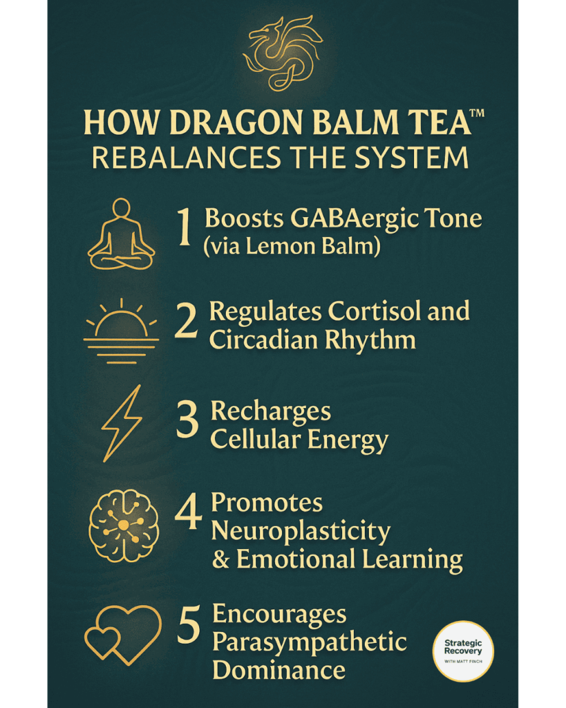 Infographic showing how Dragon Balm Tea rebalances the nervous system through five mechanisms: boosting GABA via lemon balm, regulating cortisol and circadian rhythm, recharging cellular energy, promoting neuroplasticity, and encouraging parasympathetic dominance.